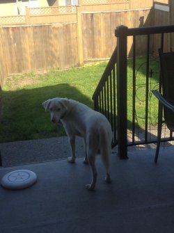 Dog